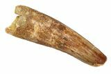 Lot: -, Bargain Spinosaurus Teeth - Pieces #82620-1